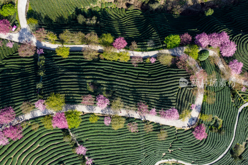 龙岩永福台品樱花茶园