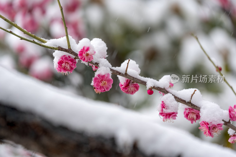 春天公园里雪中盛开的梅花