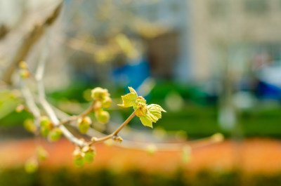 早春时节，梧桐树发芽