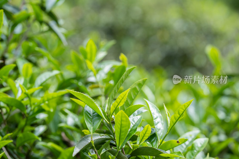 生态茶叶茶树茶园茶文化
