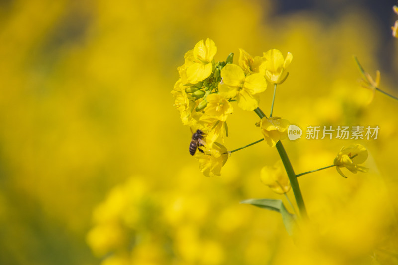 油菜花上采蜜蜜蜂特写镜头