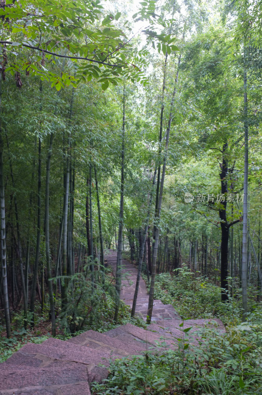 山间竹林