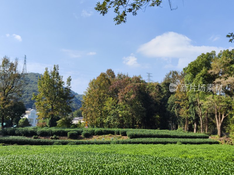 杭州云栖竹径茶园