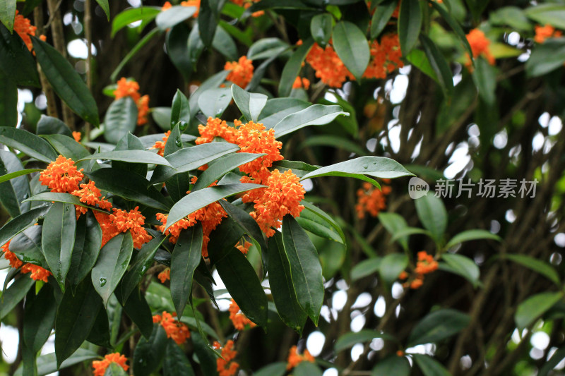 丹桂花枝背景实拍素材