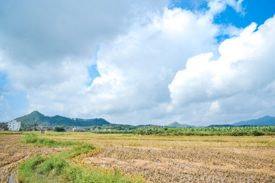 乡村水稻田