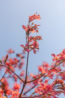 异木棉花