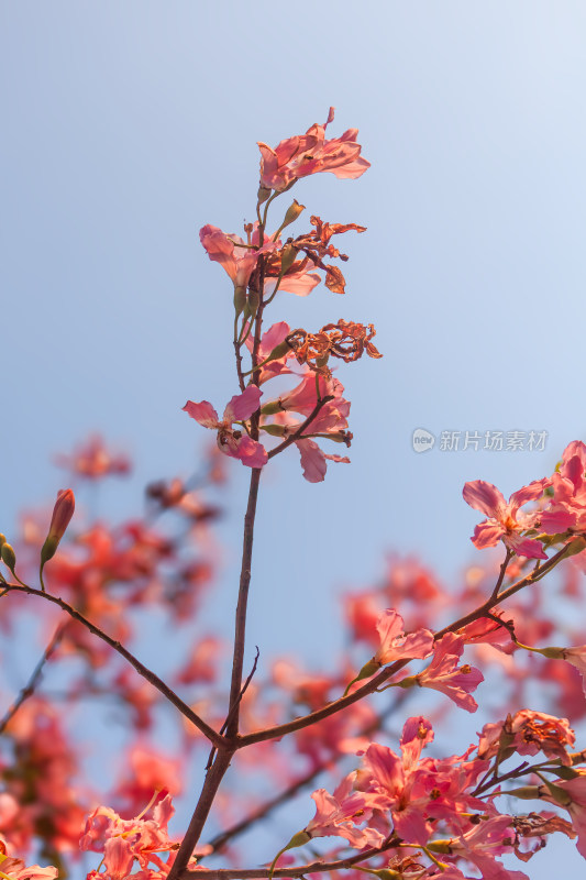 异木棉花