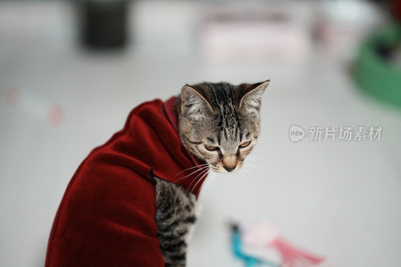 家里穿的衣服的小奶猫