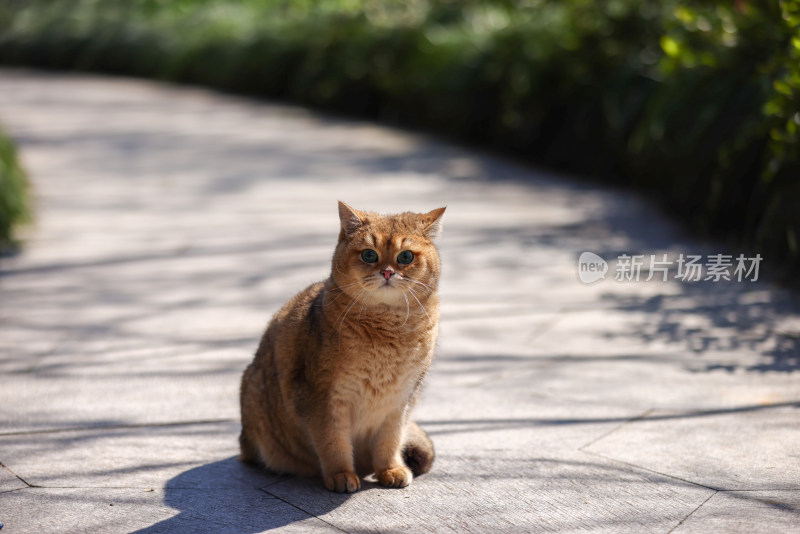 公园里的宠物猫金渐层