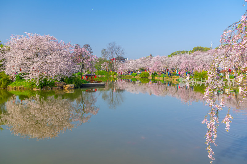 武汉东湖磨山樱花园樱花盛开