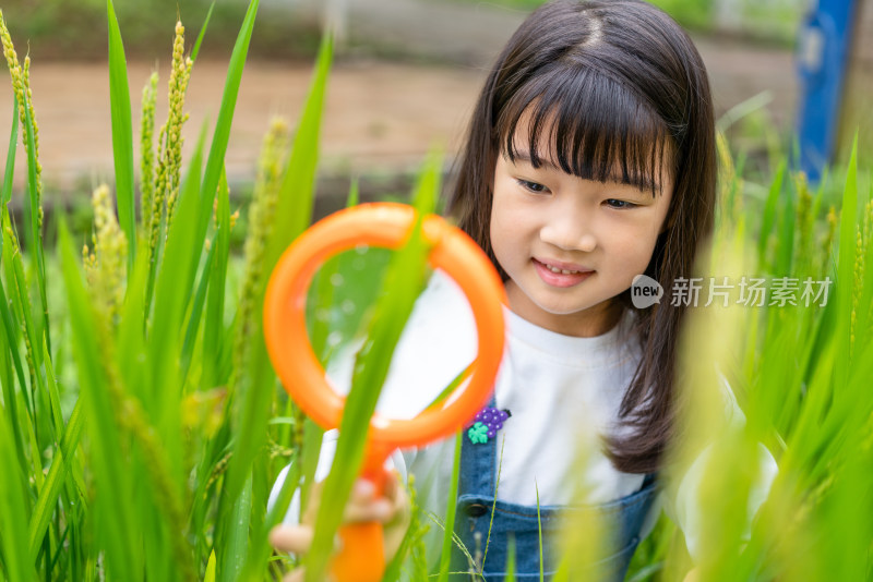 小女孩拿着放大镜观察植物