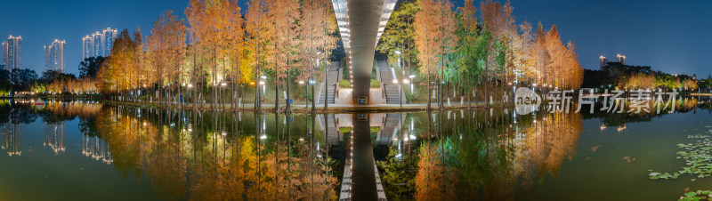 佛山千灯湖南海活水公园落羽杉夜景全景长图