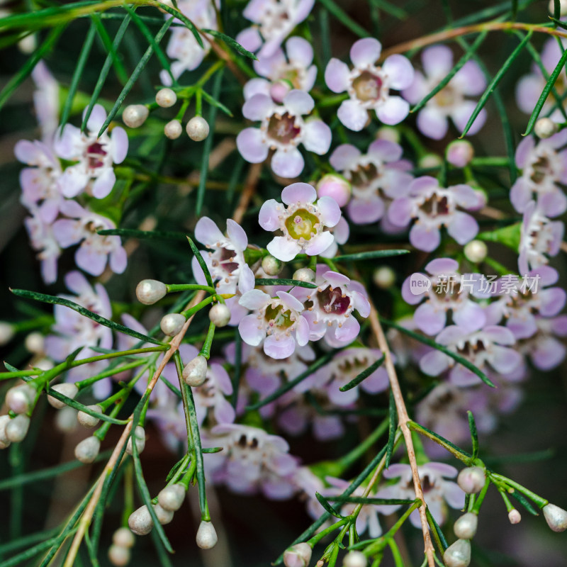 紫色桃金蜡花特写