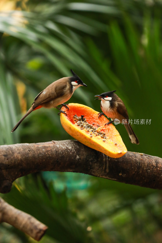 一对太平鸟