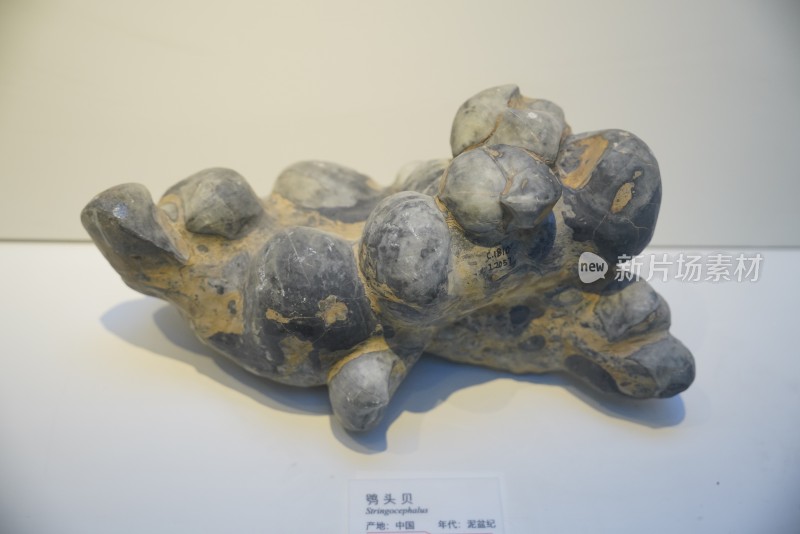泥盆纪鸮头贝化石标本