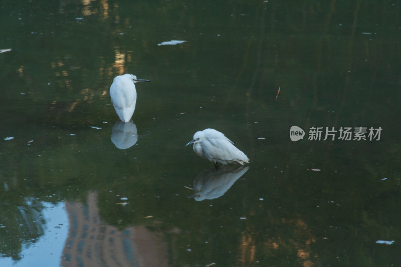 两只白鹭在水中的景象