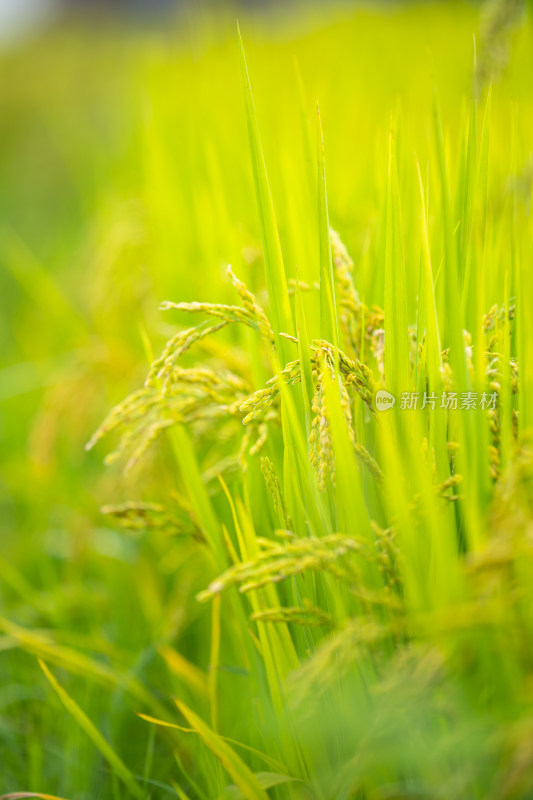 金黄饱满的水稻植株特写