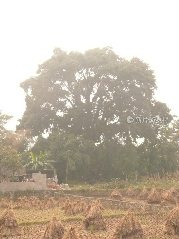 植物，建筑，自然