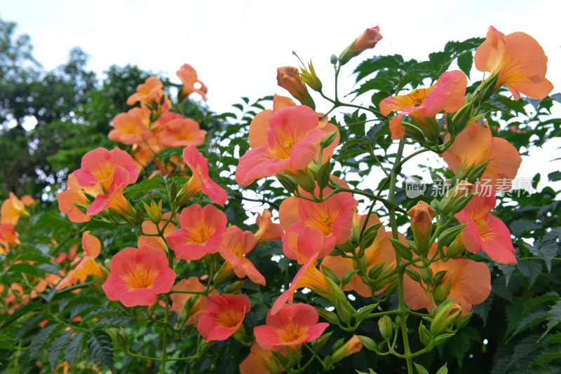 凌霄花花朵花卉盛开绽放