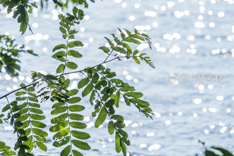 武汉东湖落雁峰景区风景
