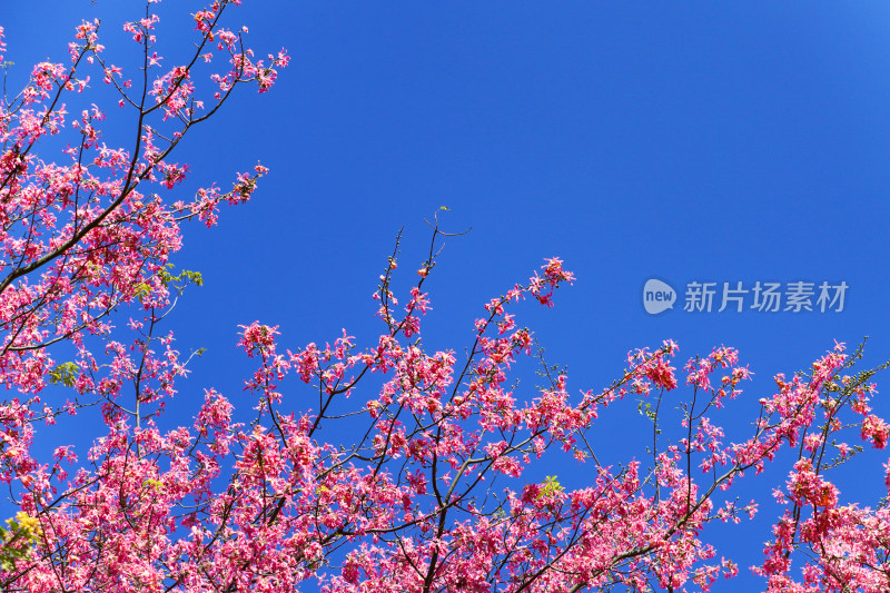 蓝天下的异木棉花