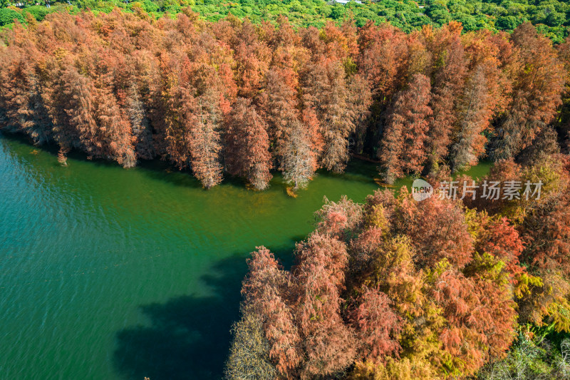 深圳大山陂水库水杉林秋色