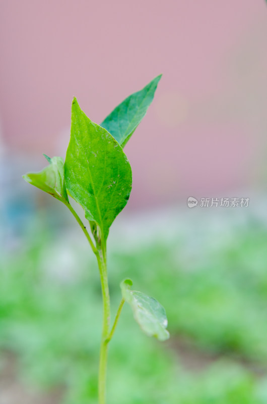 土壤中初生的绿色小树苗特写