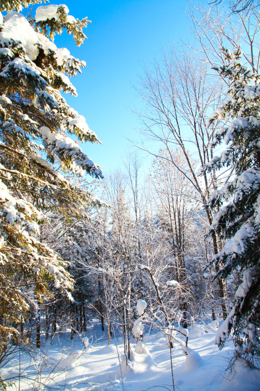 黑龙江 双峰林场 雪乡