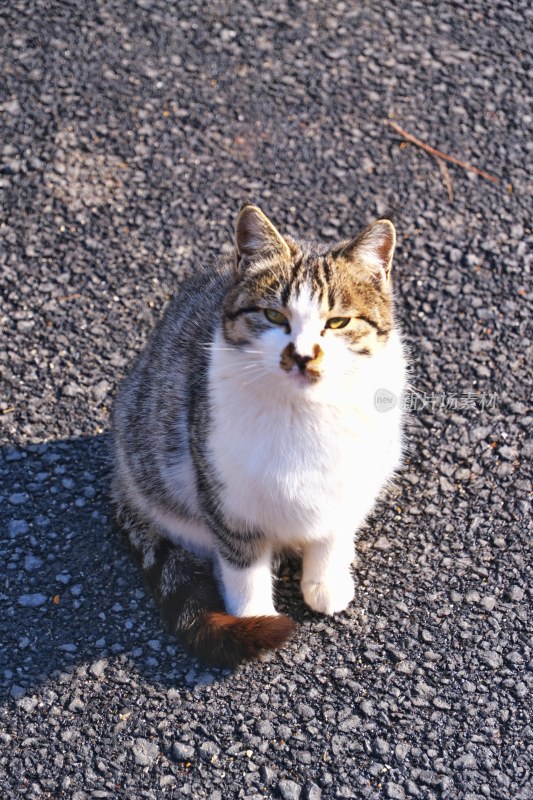 大连动物园的猫咪