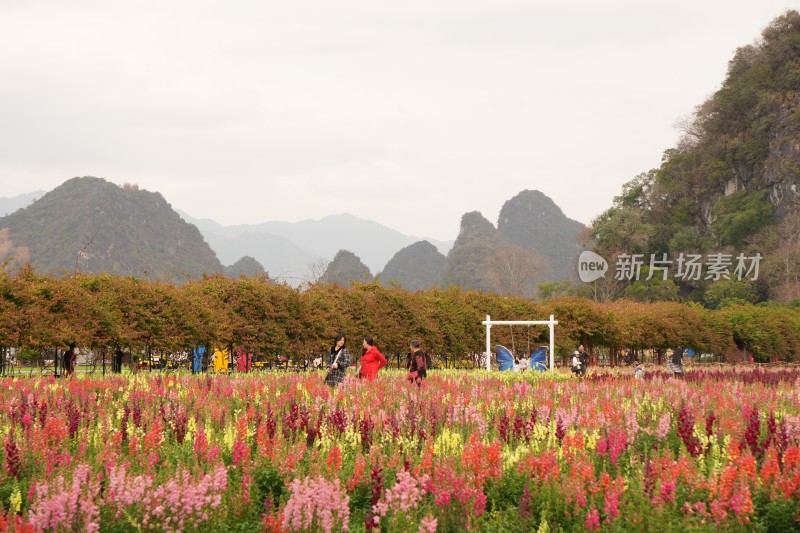 花丛中设景观，远处有山的多彩花田