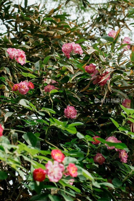 北京国家植物园蔷薇