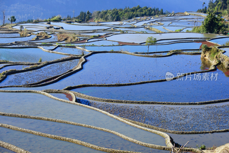 红河元阳梯田，灌水期，爱春蓝梯田