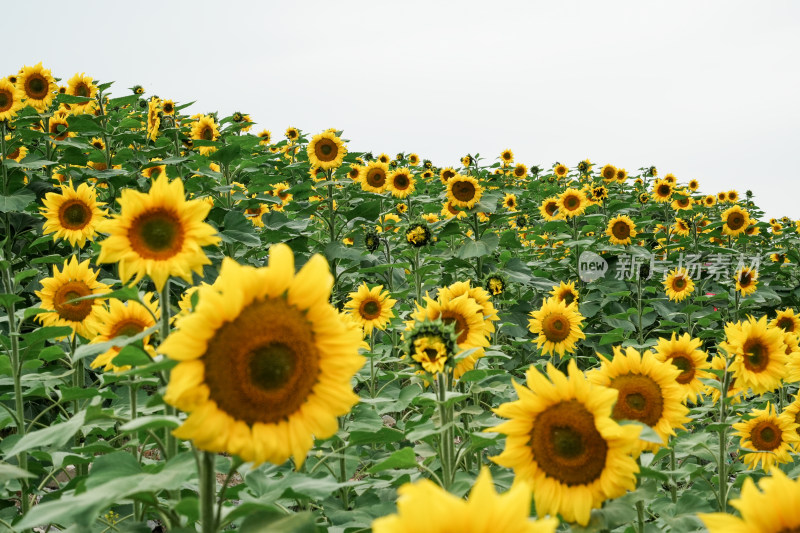 北京温榆河公园向日葵花田