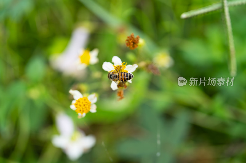 蜜蜂在白色花朵上采蜜的自然景象