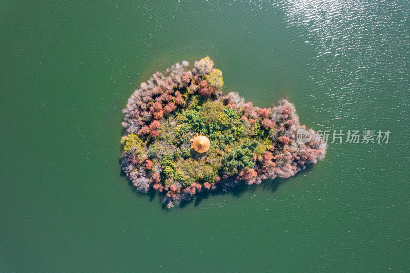 深圳大山陂水库水杉林秋色