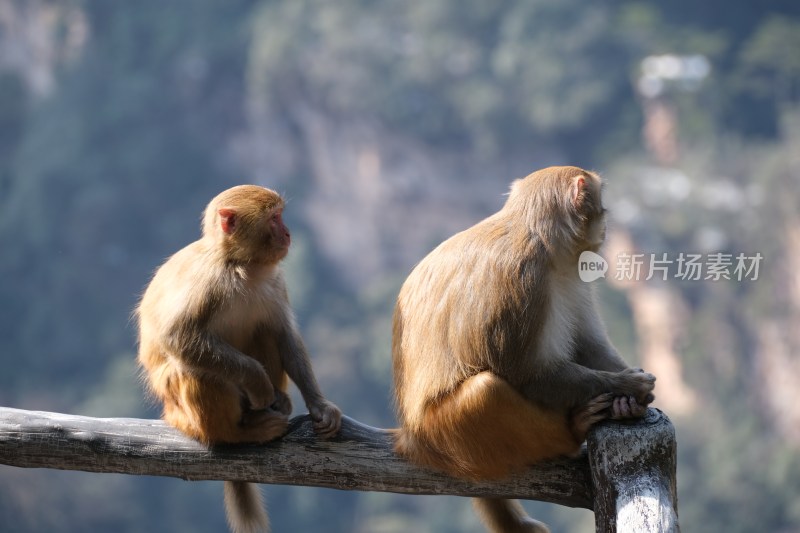 两只猴子坐木杆眺望风景