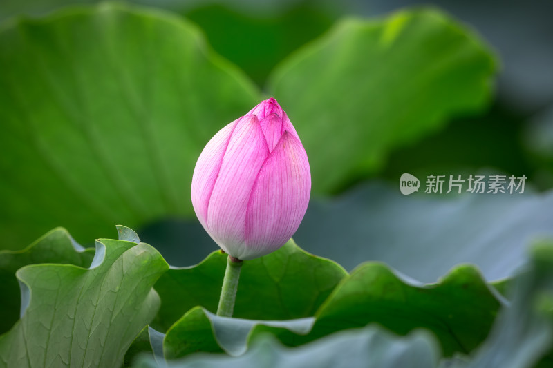 绝美荷花超清大片