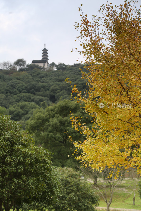 秋景 金秋 秋叶 远山古塔