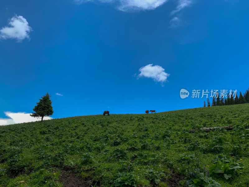 中国新疆伊犁那拉提草原夏季旅游风光