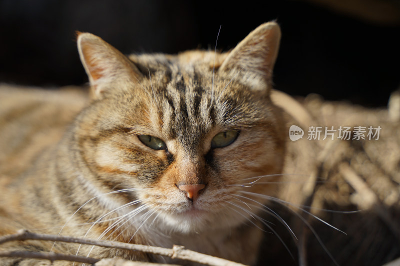 山林中的狸花猫野猫