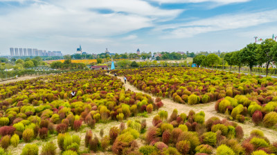 武汉蔡甸花博汇地肤草航拍