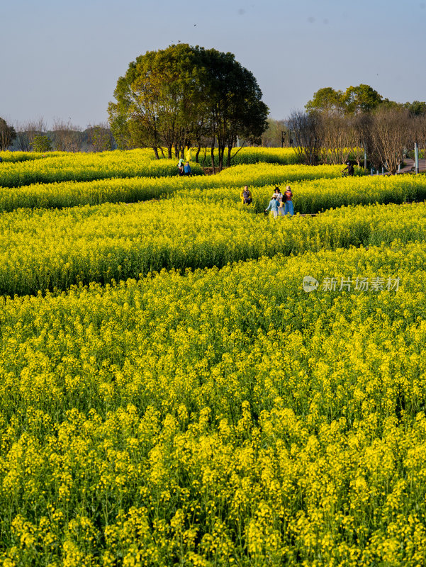 春天武汉森林公园的油菜花海