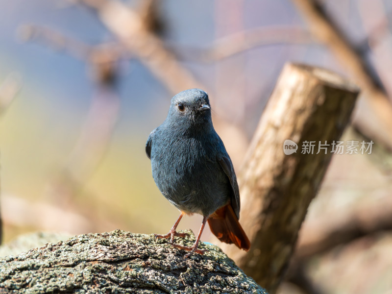 雄性红尾水鸲