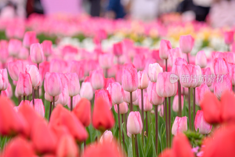 郁金香花海