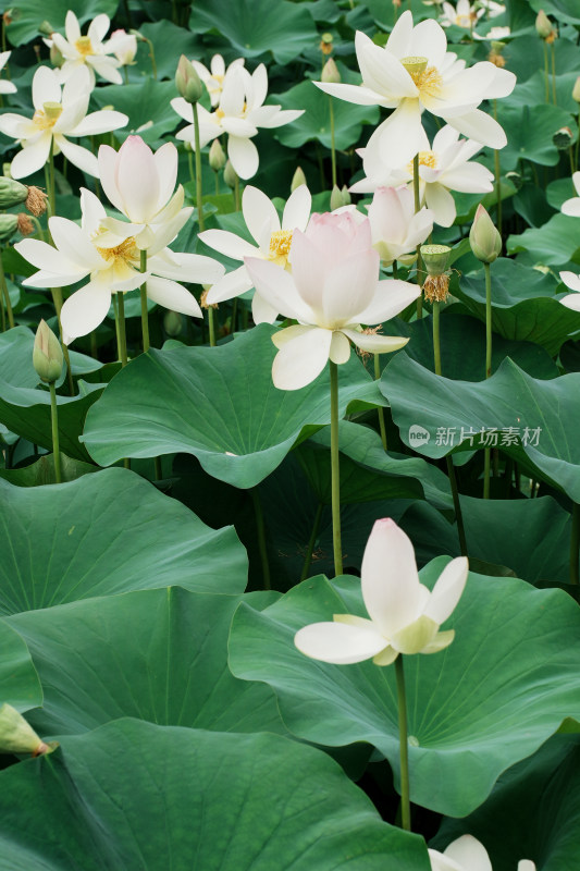 北京莲花池公园荷花