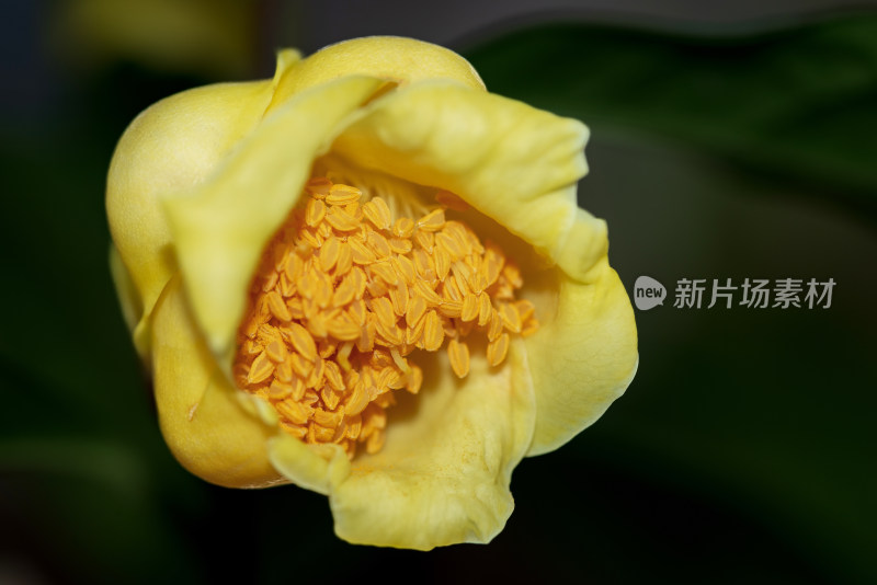 花族皇后金花茶