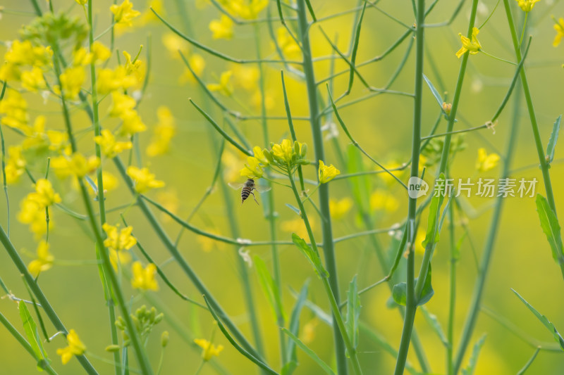 春天油菜花和蜜蜂