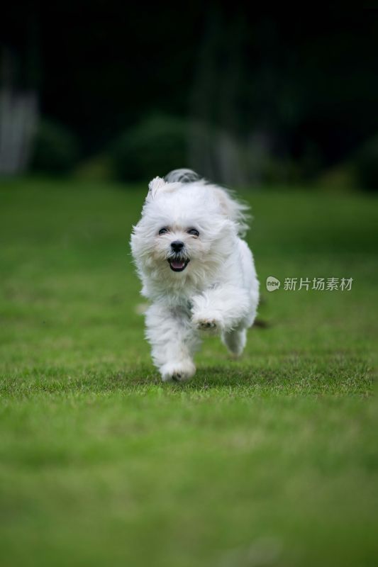 草地上奔跑的白色小狗