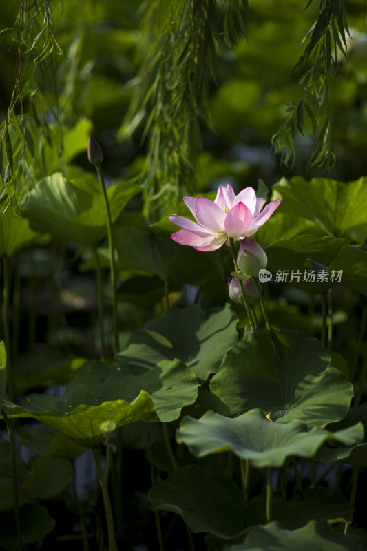 夏季公园荷塘荷叶丛中荷花特写