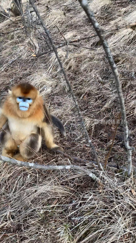 野生动物金丝猴